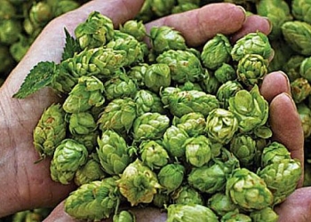 L’Umbria ora ha la sua legge per la valorizzazione e la promozione della birra agricola e artigianale