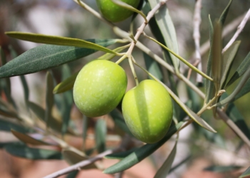 Poche olive ma ottima qualità per l’olio umbro 2023. Confcooperative-Fedagripesca: “Attenzione agli imbrogli”