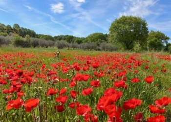 “Eppure una volta eravamo fratelli”