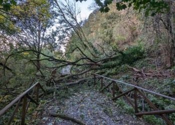 Maltempo, disagi e cedimenti di piante nell’orvietano