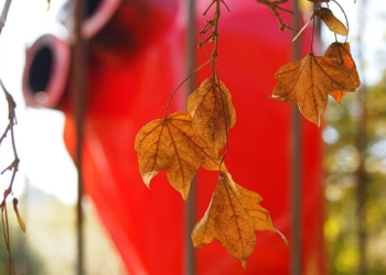 Giornata internazionale per l’eliminazione della violenza contro le donne, le iniziative in città