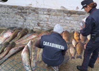 Anti bracconaggio ittico, sequestrati tre quintali di pesce