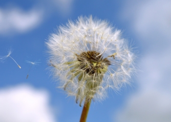 Allergie di primavera: concepito da un’azienda orvietana un prodotto innovativo