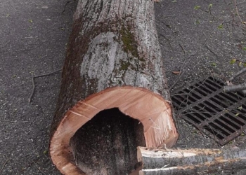 Rimossi otto esemplari di tigli pericolanti in via Quattro Cantoni