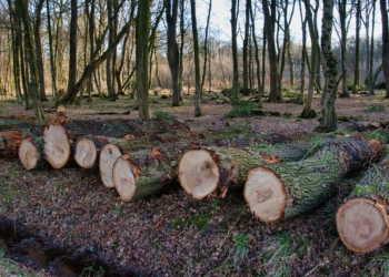 Psr Umbria, 3 avvisi per impianti di forestazione e imboschimento su terreni agricoli e non agricoli