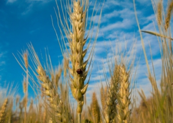 Grano: in Umbria alta produzione ad ettaro, prezzi ai produttori in crescita di circa il 28%