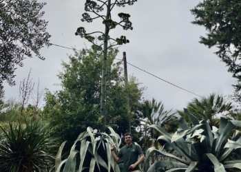 Agave gigante fiorisce a San Venanzo presso Case Nucci