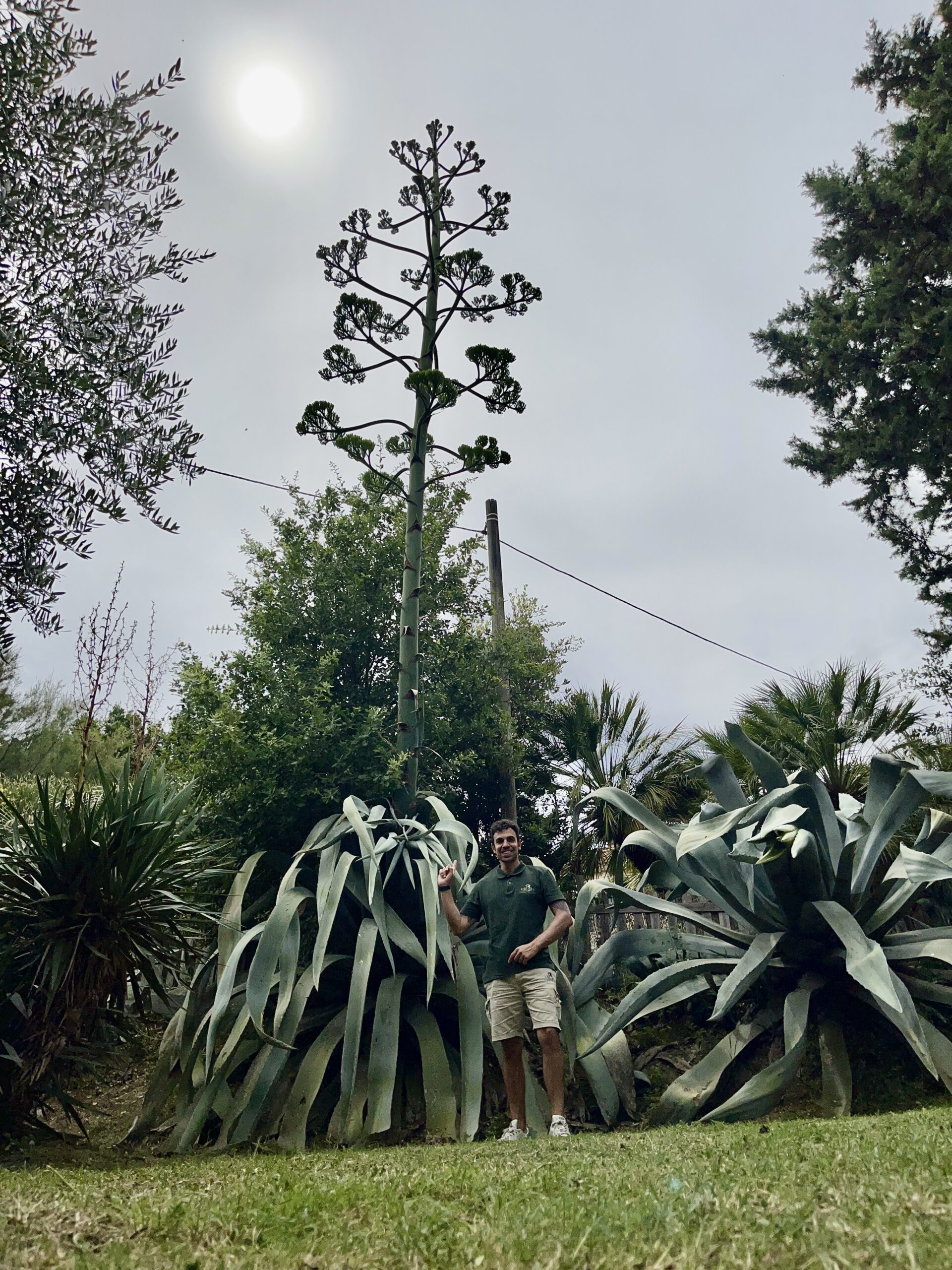 Agave gigante fiorisce a San Venanzo presso Case Nucci - Orvietos.it