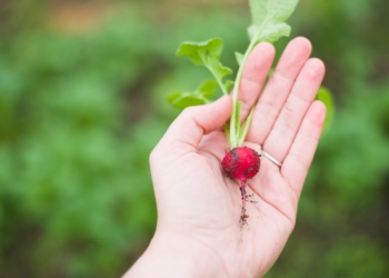 Al via un nuovo strumento per agevolare l’accesso al credito per le imprese agricole