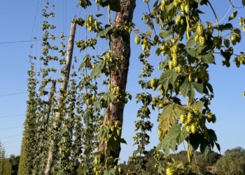 Si chiama wet-hop la nuova sfida di “BirrAlfina” : è AnnoZero la prima birra prodotta con luppolo fresco