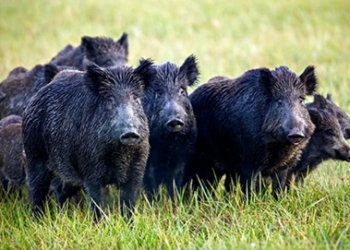 Filiera delle carni di ungulati prelevati in regime di controllo, approvato disciplinare