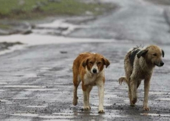 Piano straordinario di prevenzione del randagismo: Regione Umbria stanzia 765mila euro