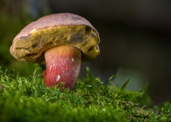 Stagione micologica 2024, al via il controllo gratuito dei funghi freschi spontanei. Tutte le informazioni