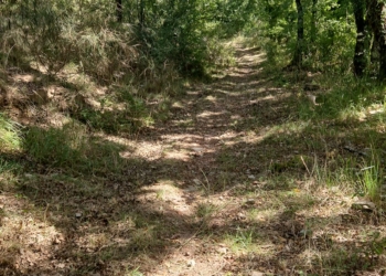 Tutto pronto per una nuova edizione di “Allerona in trail”