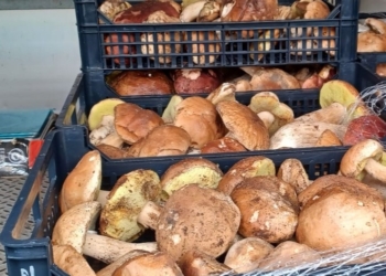 Vendevano funghi in maniera itinerante, due multe per oltre 10mila euro