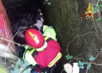 Vigili del Fuoco salvano Birba, una segugia caduta in un pozzo a Tordimonte