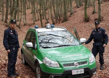 Raccolta funghi senza autorizzazione, sanzioni per quasi 1.300 Euro da parte dei Carabinieri Forestali
