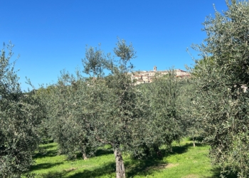 Nella linea Sinaqua® di Welcare le qualità dell’olio extravergine d’oliva di Podere Sant’Angelo a Montecchio