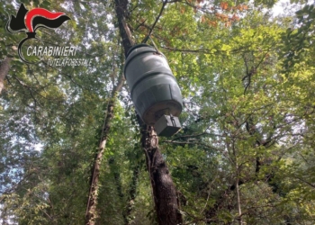 Attività illecita di foraggiamento specie cinghiale: 7 cacciatori nei guai