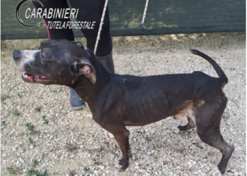 Denunciato un uomo per maltrattamento di un cane  