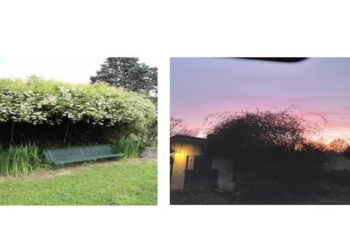 Quella panchina sotto il gelsomino per la pace e la meditazione. Ciao Grazia!