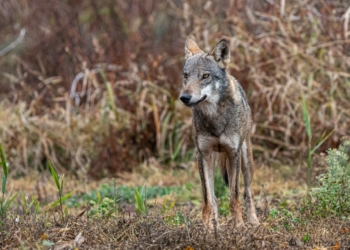 “Il ritorno del lupo nei contesti rurali. Criticità e nuove sfide”: convegno al Teatro San Lorenzo