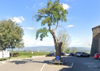 Porano, verrà abbattuto l’albero del “Piazzone”. Lascerà il posto a un giovane esemplare