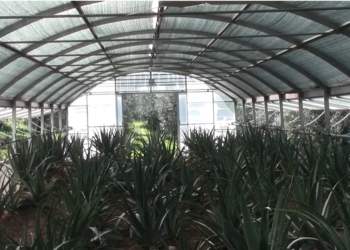 Natura e ricerca: è l’Aloe vera l’ingrediente fondamentale nei dispositivi medici sviluppati da Welcare