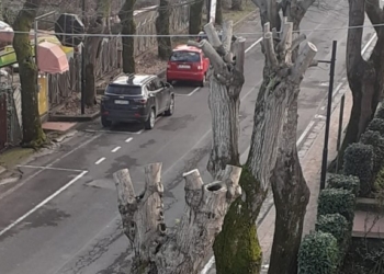 Nasce CODA – Comitato Orvietano Difesa Alberi