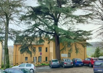 Taglio alberi centro storico, interviene il GrIG: “Sono state acquisite le necessarie autorizzazioni paesaggistiche e storico-culturali?”