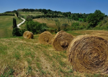 “I distretti del cibo l’esperienza regionale e nazionale in un modello di cooperazione territoriale”