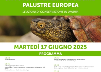 Ad Allerona una serata dedicata alla testuggine palustre europea: tra biodiversità, ricerca e conservazione