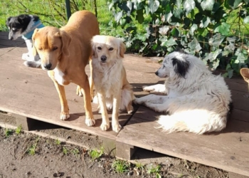 “Melissa tra le meraviglie delle stagioni”: il ricavato per aiutare i cani che vivono nel canile rifugio di Castel Giorgio,