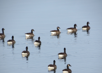 Oca del Canada al Lago di Bolsena: ospite controverso, tra fascino e rischi ecologici