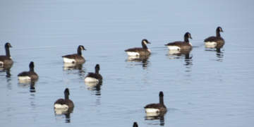 Oca del Canada al Lago di Bolsena: ospite controverso, tra fascino e rischi ecologici