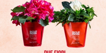 Anche a Terni, Orvieto e San Gemini gardenie e ortensie per fermare la sclerosi multipla