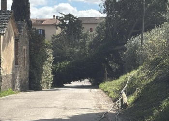 Albero caduto: temporaneamente chiusa la strada comunale di Canale Vecchio