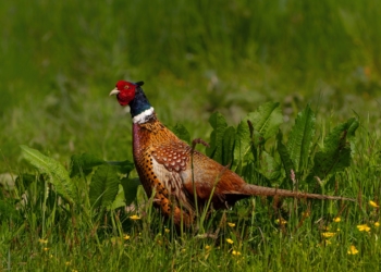 Influenza aviaria H5N1: individuato focolaio in un allevamento di fagiani, attivate le misure di controllo