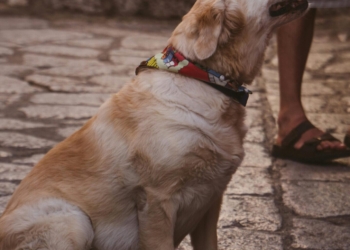 Insieme per sempre: l’Umbria permette la tumulazione degli animali d’affezione con i propri padroni