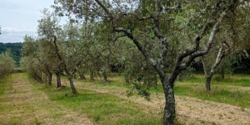 Formazione, territorio e tradizione: gli studenti dell’ITA “F.lli Agosti” recuperano l’oliveto del Belvedere