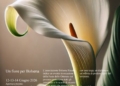Tre giorni tra collezioni botaniche, vivaisti, paesaggio e tradizioni del territorio per la 28ª Festa delle Ortensie