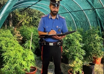 Scoperta serra di marijuana e sequestrato quasi 1 kg di stupefacente