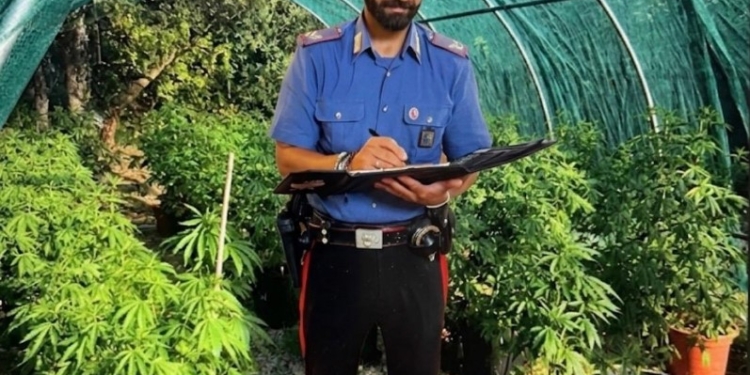Scoperta serra di marijuana e sequestrato quasi 1 kg di stupefacente