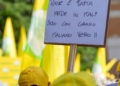 Coldiretti: “Non iù rinviabile apertura tavoli di crisi per cerealicoltura e olivicoltura”