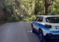 Tragedia sfiorata lungo la strada delle Conce: cade albero sulla carreggiata