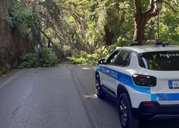 Tragedia sfiorata lungo la strada delle Conce: cade albero sulla carreggiata