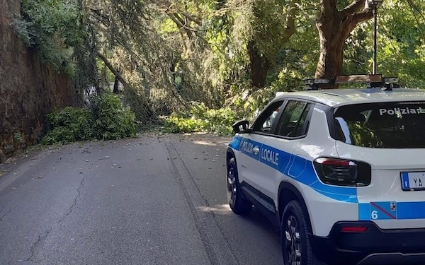 Tragedia sfiorata lungo la strada delle Conce: cade albero sulla carreggiata