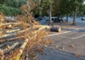 Crolla un albero in Piazza Cahen: il Pd presenta un’interrogazione urgente su sicurezza e verde pubblico