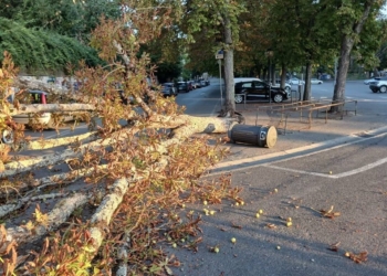 Crolla un albero in Piazza Cahen: il Pd presenta un’interrogazione urgente su sicurezza e verde pubblico