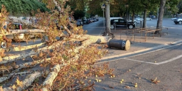 Crolla un albero in Piazza Cahen: il Pd presenta un’interrogazione urgente su sicurezza e verde pubblico